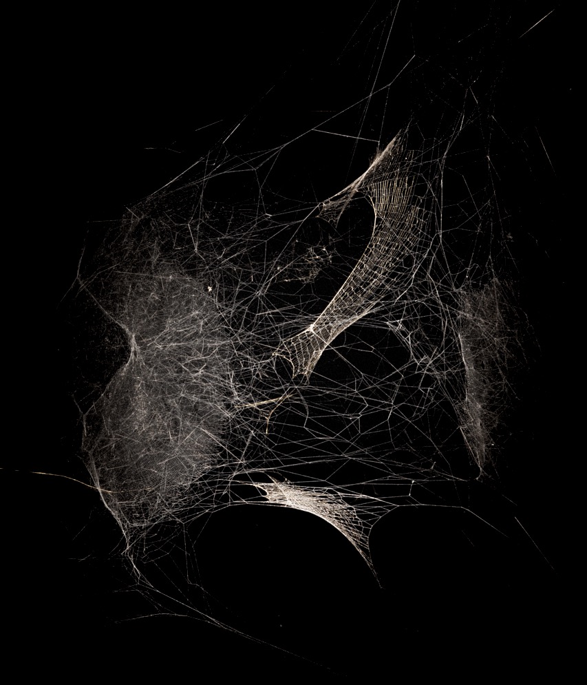 A web of suspended filaments, lit against a black background.